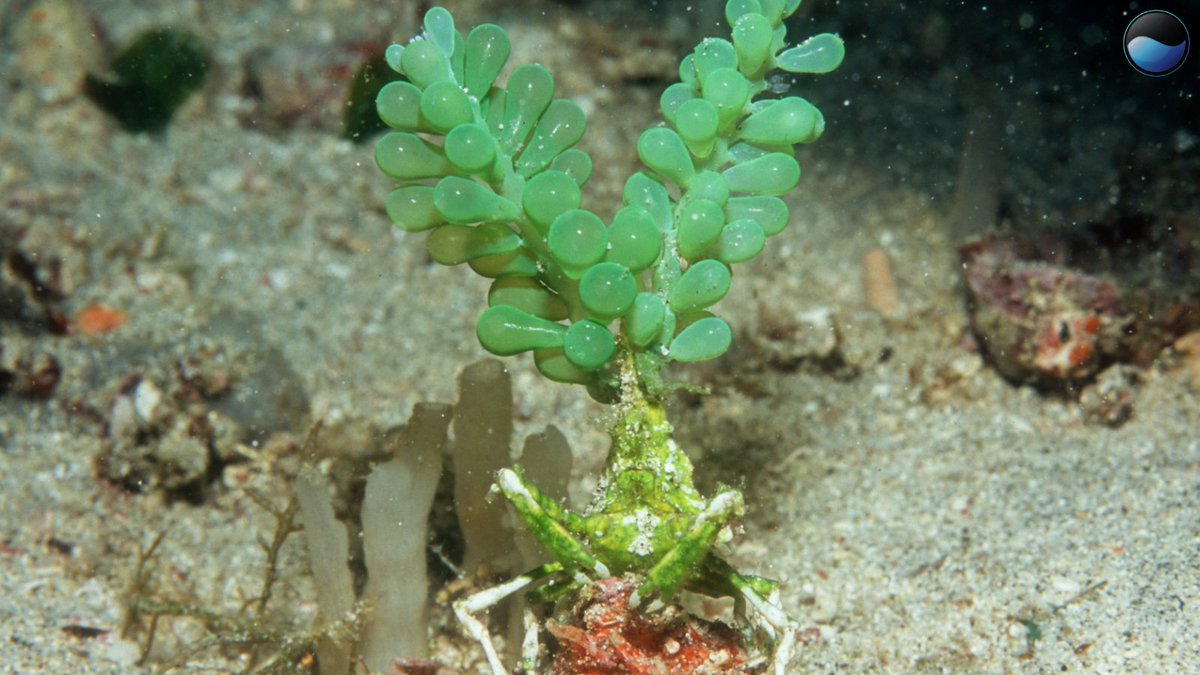 Ocean Science tweet media