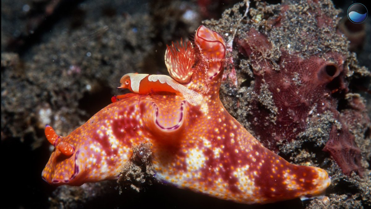 Ocean Science tweet media