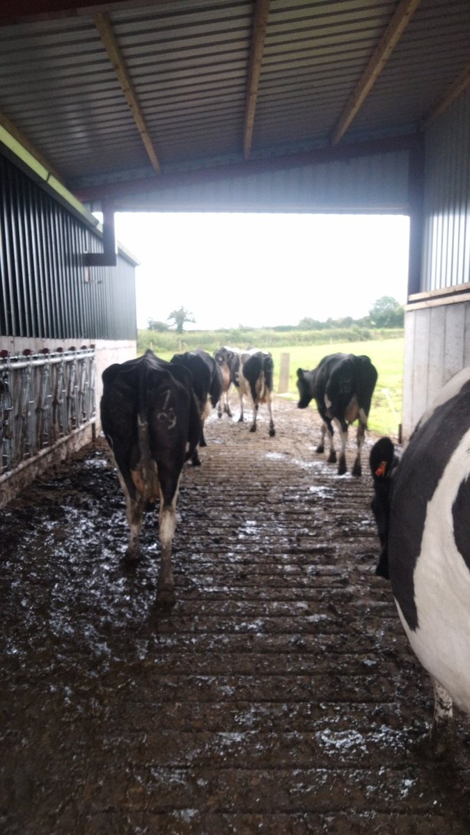 Just finished final scan for the year 6% empty after 10 weeks 2 days of breeding <a href="/DairygoldJP/">Teagasc Dairygold Joint-Programme</a> <a href="/MunsterBovine/">Munster Bovine</a> <a href="/CowManagerIRL/">CowManager IRL</a>