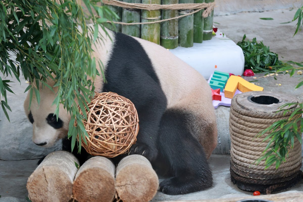 Happy 7th birthday to Xinghui and Fanxing! These twin giant pandas enjoyed a luxurious birthday cake to celebrate at Nantong Forest Safari Park in #Nantong, #Jiangsu.