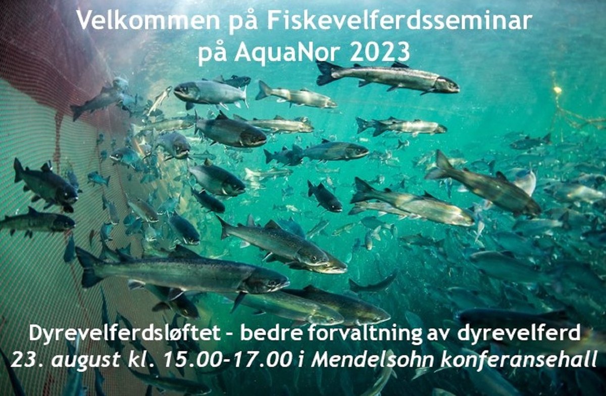 Ikke gå glipp av Fiskevelferdsseminaret som Veterinærinstituttet og Havforskningsinstituttet arrangerer på AquaNor 2023 i Trondheim. Frist til påmelding er onsdag 16. august. Mer info om program og påmelding her: shorturl.at/adGU3