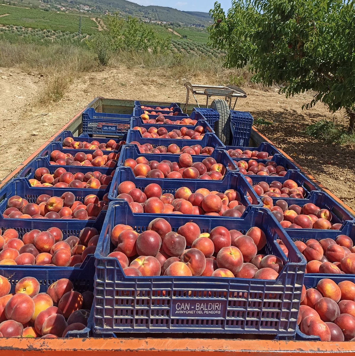🍑CONCURS DE LA SETMANA🍑

Cada setmana sortegem una caixa de préssecs entre totes les participants al concurs del programa. La caixa d'aquesta setmana és de Can Baldiri, de <a href="/ADVAltPeneds/">ADV Alt Penedès</a>!

Cada dia a les 11.10h us llancem una pregunta, truqueu al 938172626 i entrareu al sorteig!
