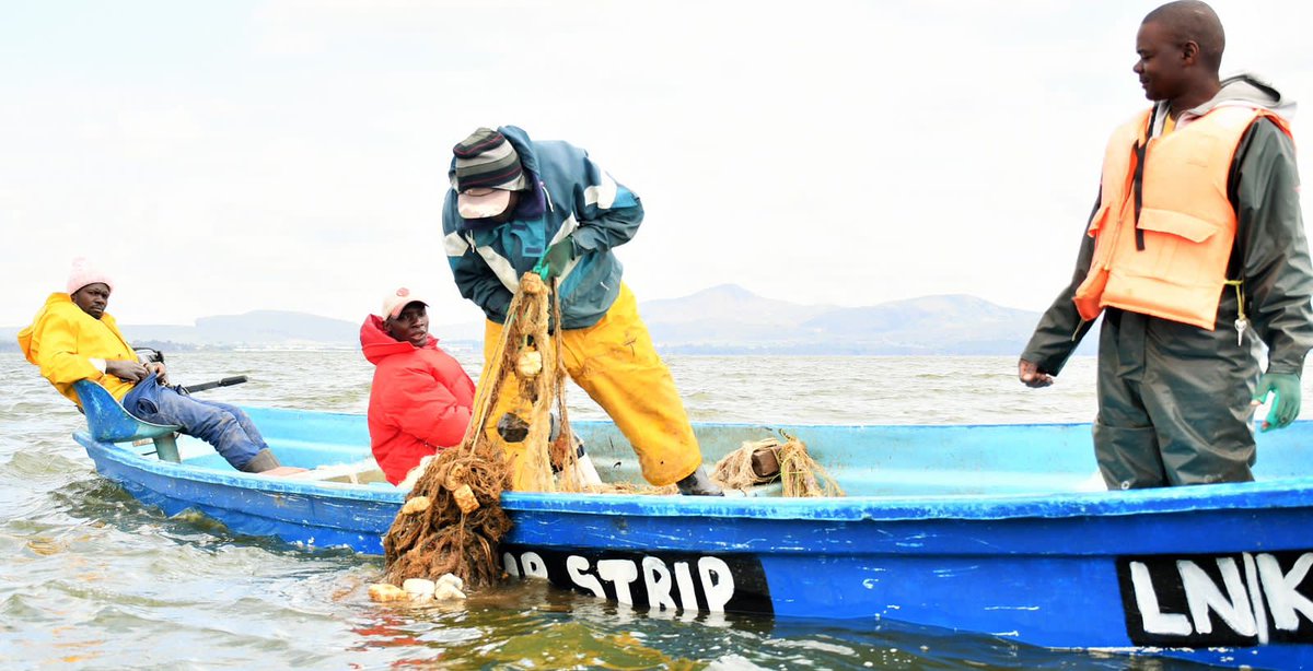 CTLKenya's tweet photo. Since devolution took effect, the licensing of fishing vessels and fishermen in Lake Naivasha has been a contentious issue. The limited number of vessels allowed to fish in the lake has led to illegal fishing &amp; conflicts between licensed and unlicensed fishermen. https://t.co/dY3dZDdHqL