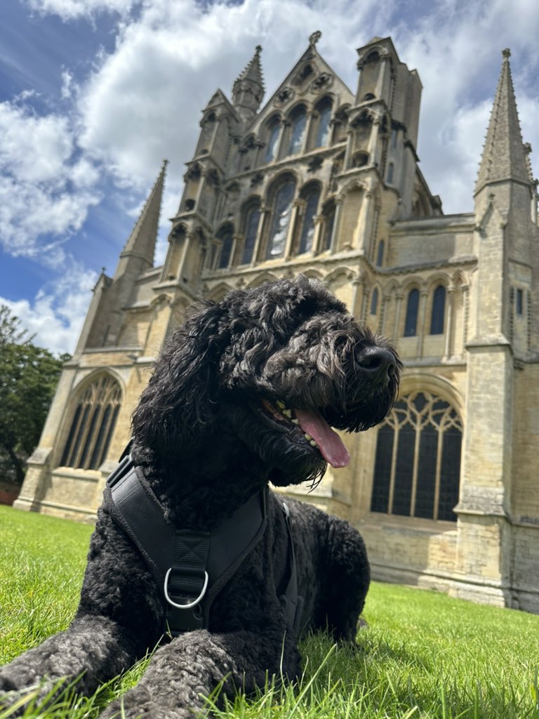 OBernedoodle's tweet photo. Ely Cathedral ❤️ #DogsofTwittter https://t.co/G1YW61Rvfl