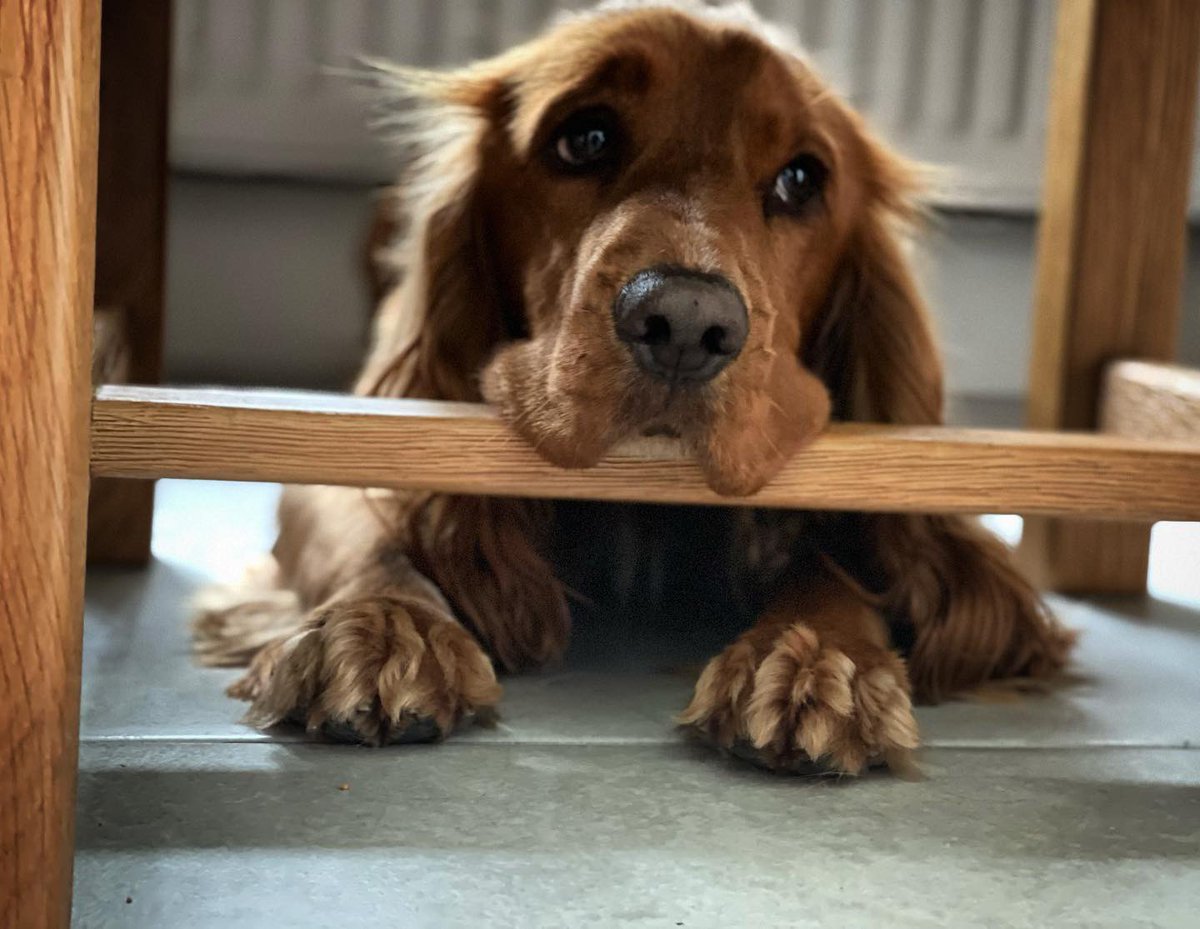 RsdBoarding's tweet photo. 𝗪𝗛𝗘𝗡 𝗔𝗥𝗘 𝗔𝗟𝗟 𝗠𝗬 𝗙𝗥𝗜𝗘𝗡𝗗𝗦 𝗕𝗔𝗖𝗞?🐕

Our boarding dog, Basel, is on the countdown for when his friends return. 
We have yet to tell him that’s he’s going to be getting lots more new friends in boarding too!

New boarders = New friends. 💕💕💕

#boardingdog #RSD https://t.co/vHi8mFZzO8
