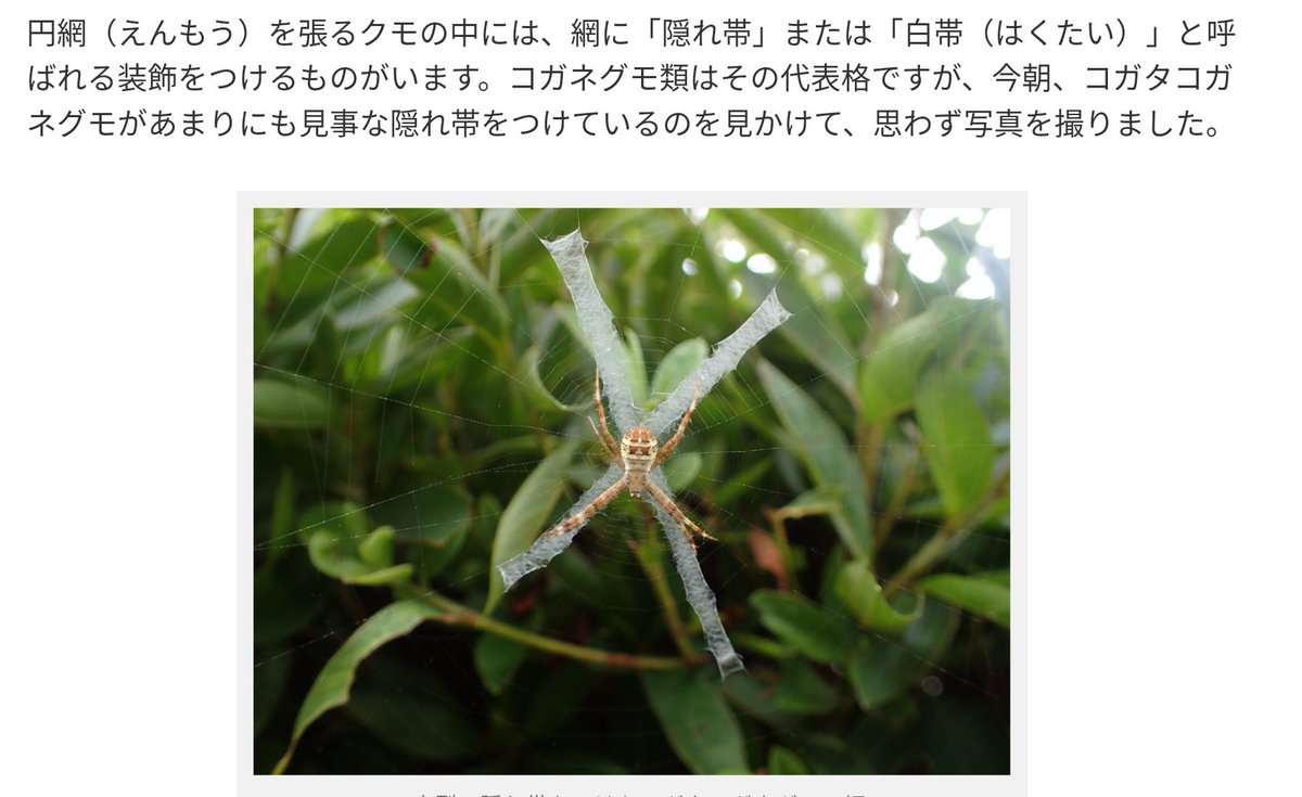 CuriouSlaveZ's tweet photo. 動画内に出てきた『謎の蜘蛛の巣のX印』は
そうゆう巣を張る種類の蜘蛛(コガタコガネグモ)がいたんだそうです

一つ勉強になりました https://t.co/3FZGPkhrJz