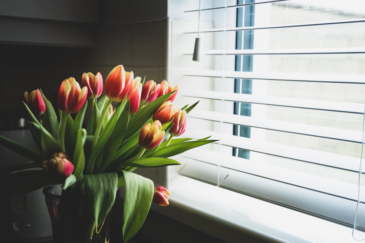 OanaRPhoto's tweet photo. Every window tells a story...
Looking out, looking forward: a world of endless possibilities.
#OutsideTheWindow #RedTulips #LookingOut #LookingForward #Window #FlowersOfTwitter https://t.co/MO0tv8nAKo