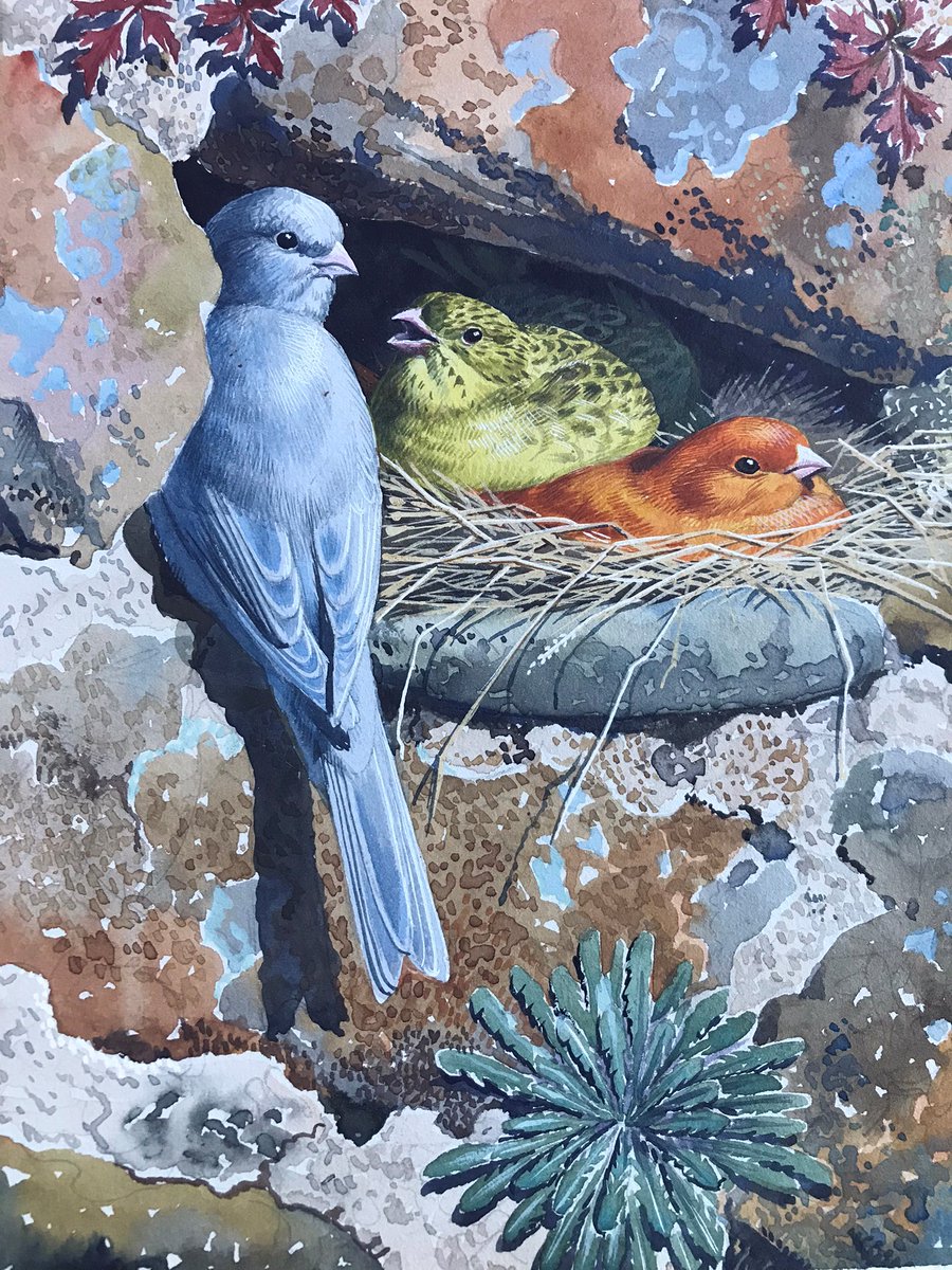 LoeBooks1's tweet photo. C. F. TUNNICLIFFE - Two original watercolour paintings from Lockley's CINNAMON BIRDS
https://t.co/kGN9lqRdXS https://t.co/ZUbrEhBBGP