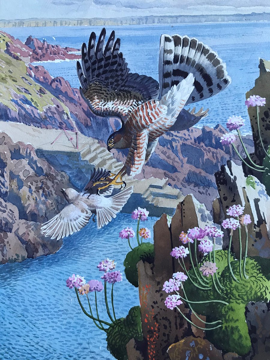 LoeBooks1's tweet photo. C. F. TUNNICLIFFE - Two original watercolour paintings from Lockley's CINNAMON BIRDS
https://t.co/kGN9lqRdXS https://t.co/ZUbrEhBBGP