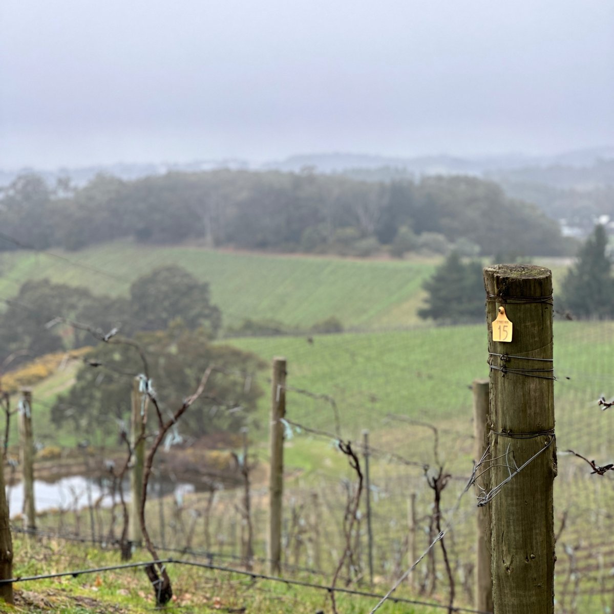 Spring is just around the corner 🙏 but the magical, misty views are still on high rotation, so it looks like we've winter things up here for a while yet! ❄️ #springiscoming #adelaidehills
