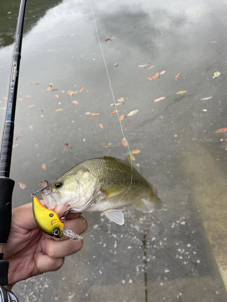 bX5GOoRSDT61322's tweet image. 夕方ちょこっとの釣り。可愛い子達ばかりですが相手をしてくれました☺️
#742震斬ベイトエディション
#スティーズａ
#PE２、リーダー釣りに応じて。