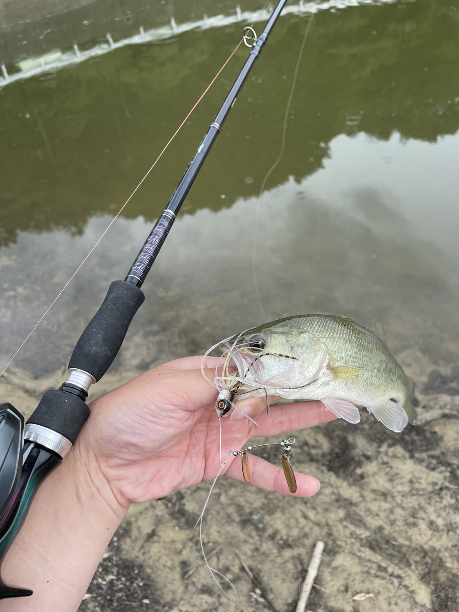 bX5GOoRSDT61322's tweet image. 夕方ちょこっとの釣り。可愛い子達ばかりですが相手をしてくれました☺️
#742震斬ベイトエディション
#スティーズａ
#PE２、リーダー釣りに応じて。