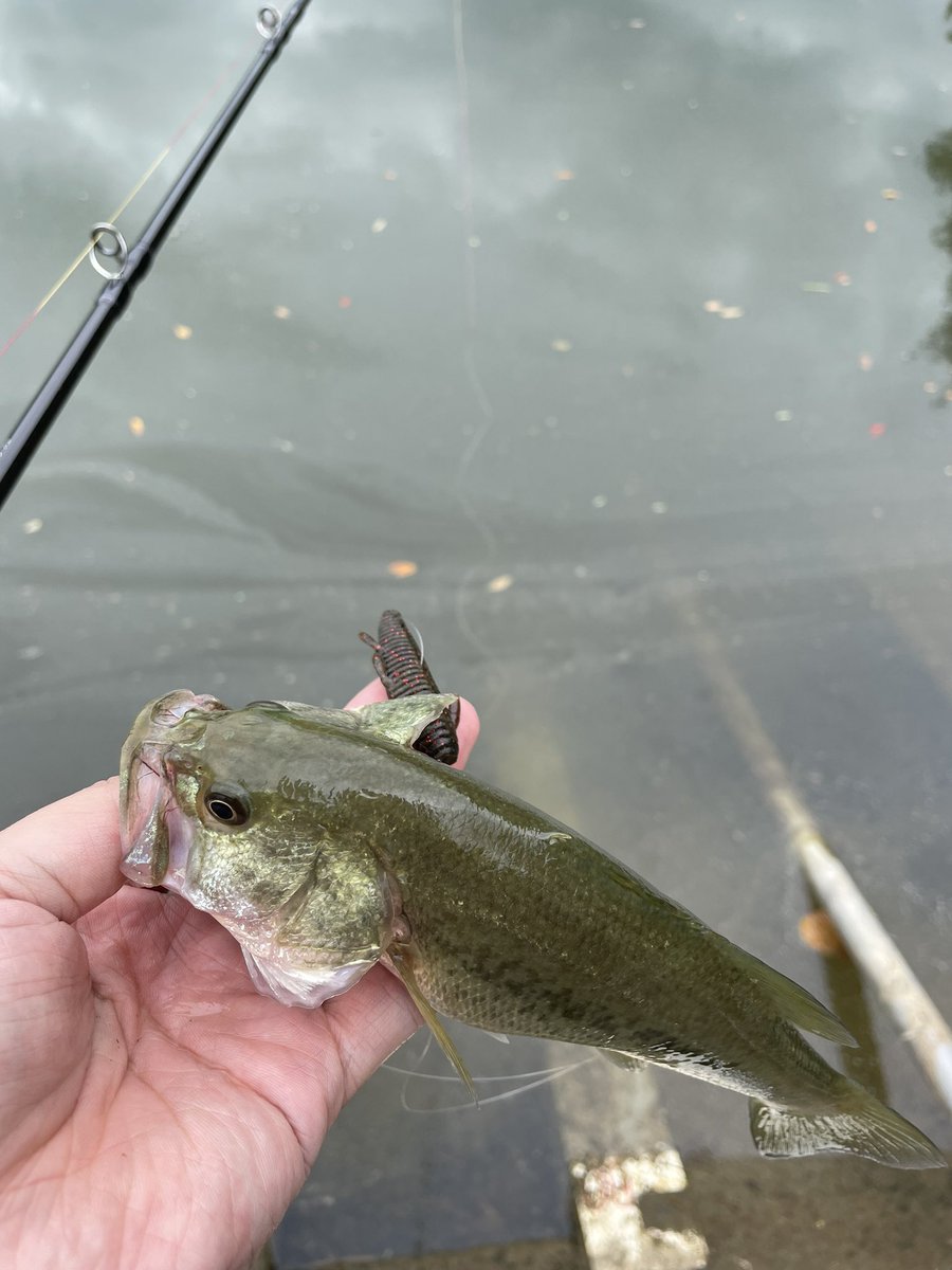 bX5GOoRSDT61322's tweet image. 夕方ちょこっとの釣り。可愛い子達ばかりですが相手をしてくれました☺️
#742震斬ベイトエディション
#スティーズａ
#PE２、リーダー釣りに応じて。