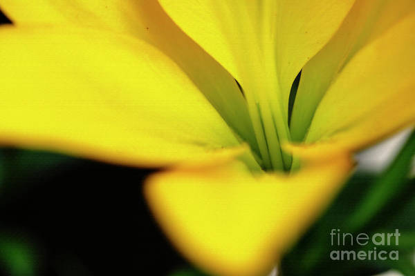 TLawren37609829's tweet photo. Modern and bold #floralart for your home or office. Reminder of the beauty of #nature. https://t.co/AK4vmhMNy6 #yellow #lilies #flowers #BuyIntoArt #modernart #AYearForArt #gobold https://t.co/dAvQn23IPx