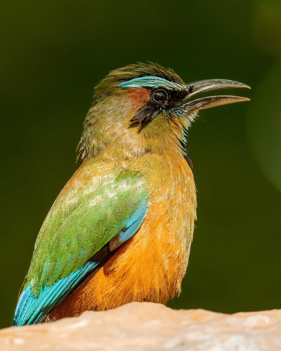 JotaLillo's tweet photo. Momot de Ceja Azul 

Los momot son aves que parecen un reloj cucú.  Tuve el placer de conocerlos en libertad en Yucatán, México.

#nature #birds #naturephoto #aves #birds_captures #birdsphotography #chiletravel #avesdechile #chile_natural #avifauna #faunachilena #ave... https://t.co/M5RUF6gwW7