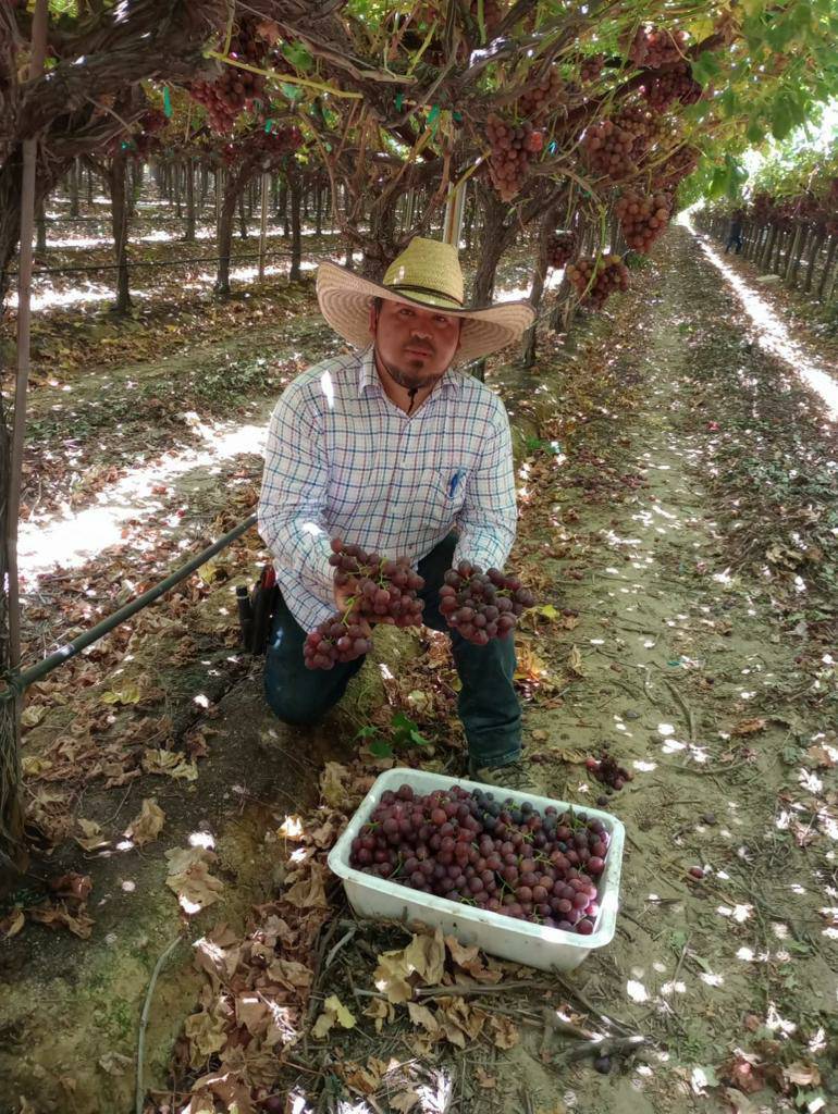 Jose is harvesting grapes in Arvin CA. Like other workers he wears a long sleeve shirt and hat to protect himself from  from the sun. High temps in the Arvin area were in the low 100° when he shared this pic. #WeFeedYou #CALOR