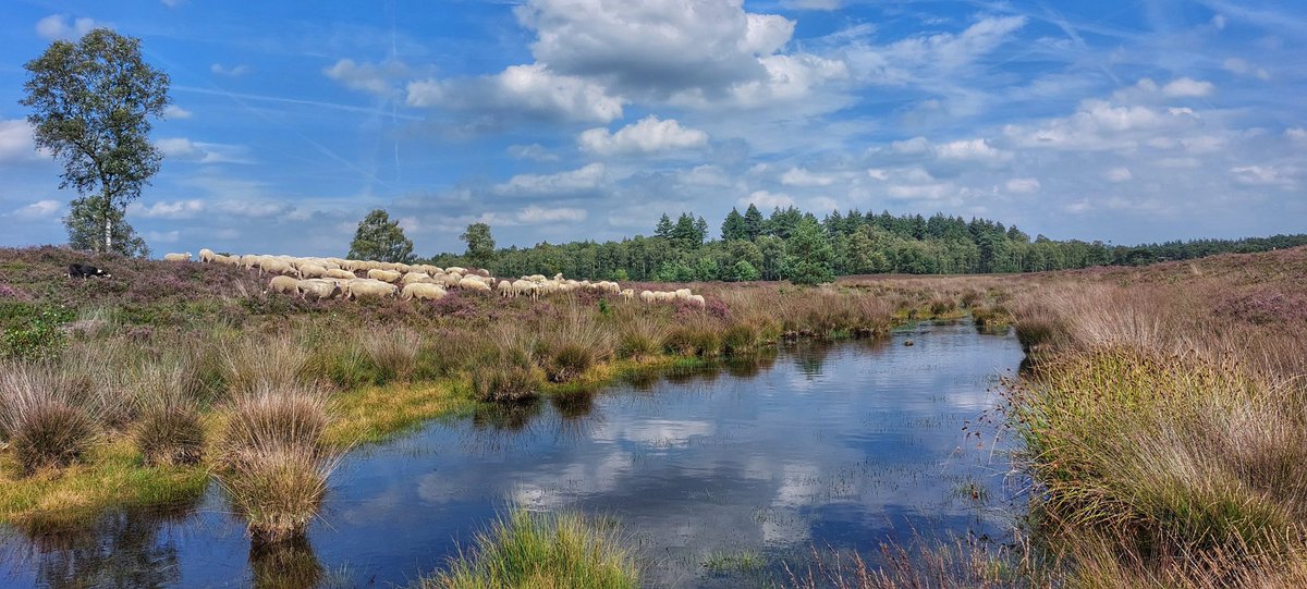 Kudde Epe/Heerde tweet media