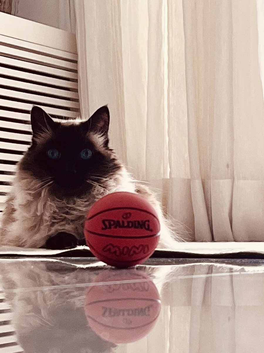 JLocheti's tweet photo. @gatinarios 🏀🏀🏀 https://t.co/8JDvzMbWKH