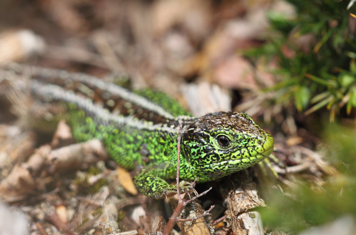 Happy #WorldLizardDay 🦎 🎉 Did you know that all three native species of lizard can be found in Dorset? 🤔 Drop your favourite snaps of Dorset's lizards below. 👇 ~ Jack 🦎 Slow worm 📸 Nick Upton 🦎 Common lizard 📸 Stewart Canham 🦎 Sand lizard 📸 Steve Davis