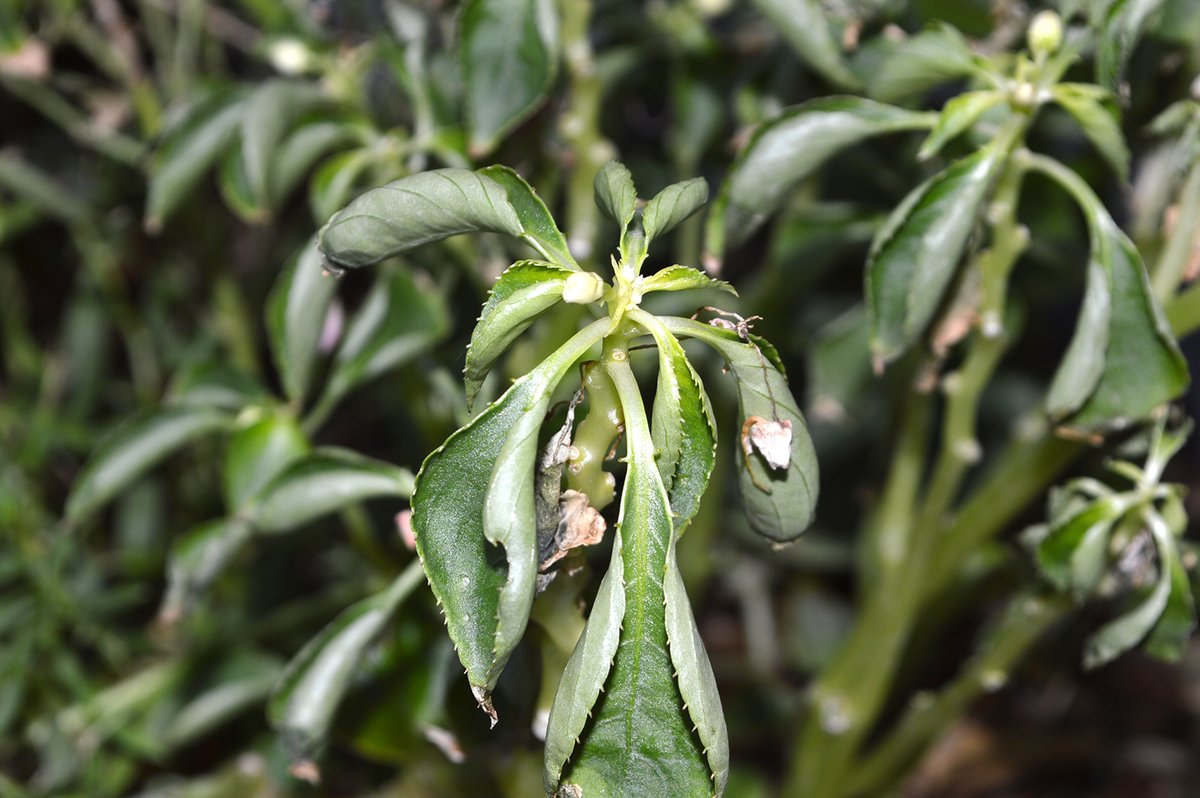 Experiential Gardener tweet media