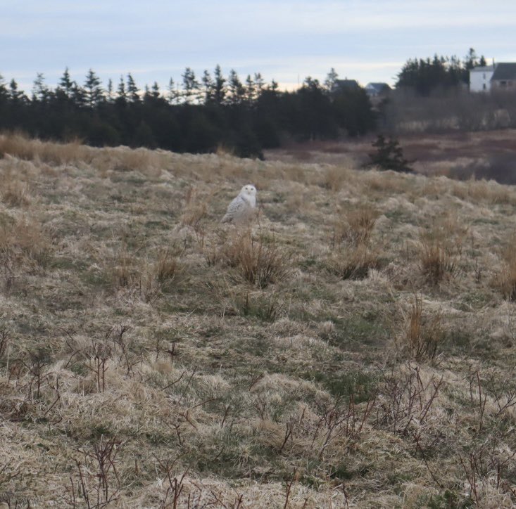 brookecrowell_'s tweet photo. It’s not often you see a snowy owl in southwest Nova Scotia so capturing this beauty on my Canon EOS m200 was a highlight 😊 @HenrysCamera https://t.co/ySrUCGN3kV