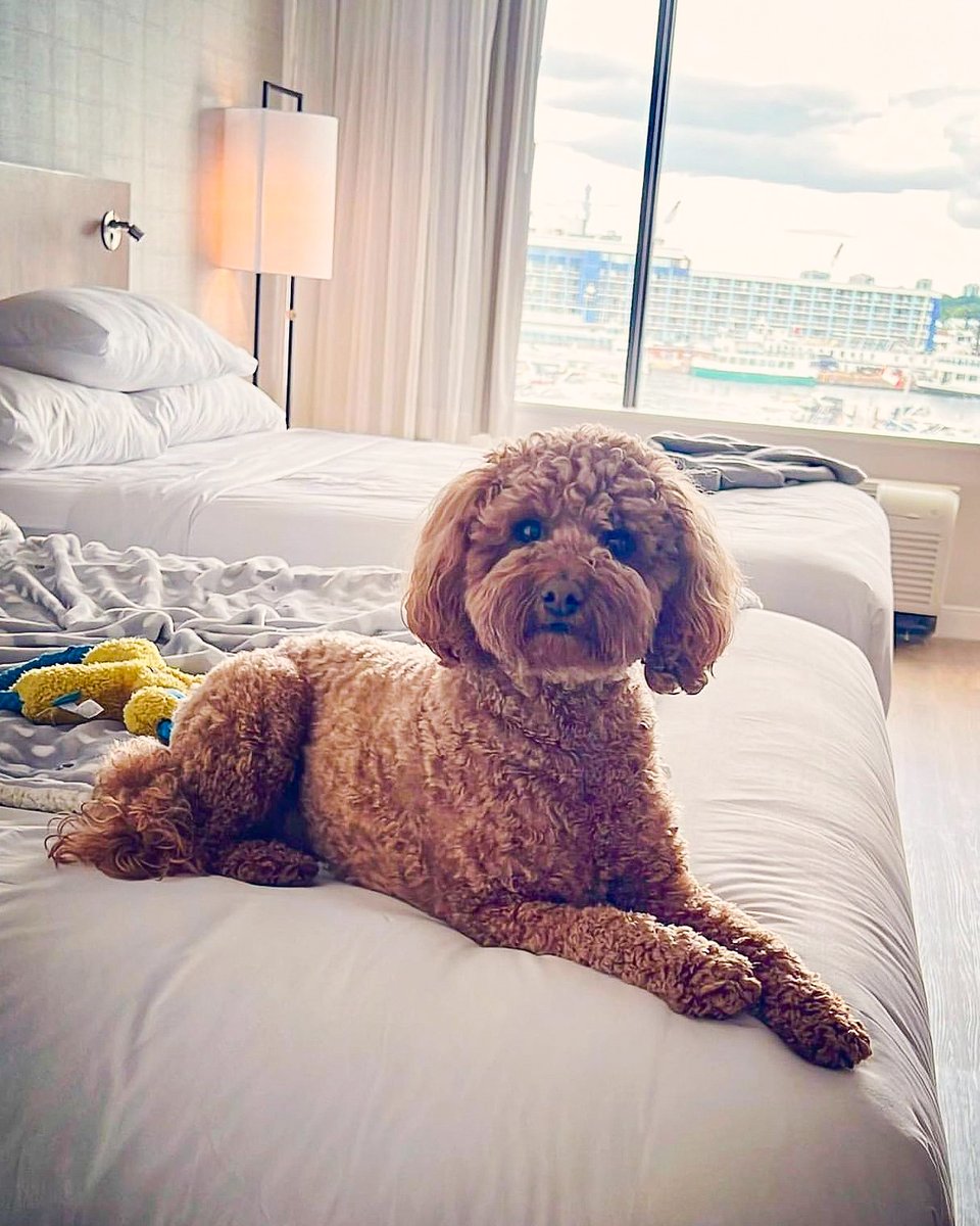 Being a pet-friendly hotel, we're all about furry companions and fantastic adventures that create wagging tales – because sharing moments with your pets makes your experience more memorable 🐾 

Reserve your pet-friendly stay with us at the [ link in bio ]

📷 @milo_poodle_mini