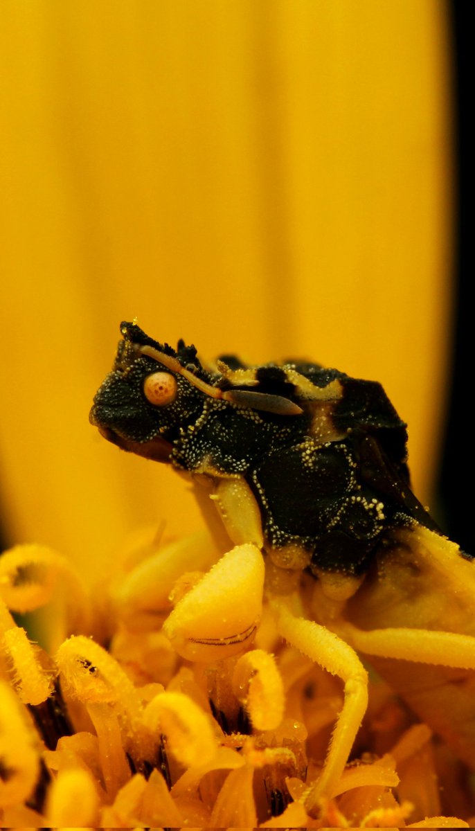 Ambush bug!
