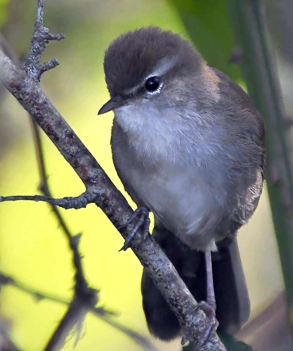 Carl Bovis tweet media