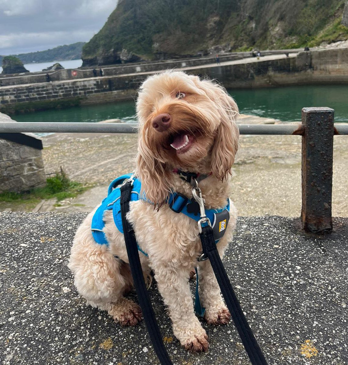 AdoptionsUk's tweet photo. Please retweet to help Eila find a home  #WESTMIDLANDS #UK  
Aged 18 months, she is active and can live with children aged 14+ and with another male dog ✅  
Fluffy and affectionate she is good in the car and housetrained. 
DETAILS or APPLY
https://t.co/WnJY3gfoVf…… #dogs https://t.co/D37ibwzx2O