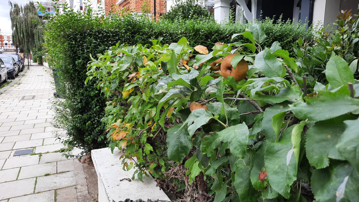 A front garden hedge apple cordon with plenty of apples. 🍏💚 #NationalParkCity
