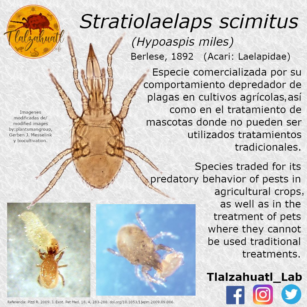 TlalzahuatlLab's tweet photo. #TaxonMonday 178
🕷️🔬🕷️ Our partner @JAAToledo1 illustrates a predatory mite.
- - -
#LunesDeTaxón 178
🕷️🔬🕷️ Nuestro compañero @JAAToledo1 nos ilustra un ácaro depredador. https://t.co/EBCH9uuVup