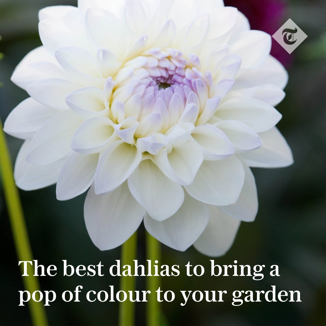 🌼 No other flower will carry you through from summer into late autumn with as much pizzazz and vibrance as the dahlia

telegraph.co.uk/gardening/how-…