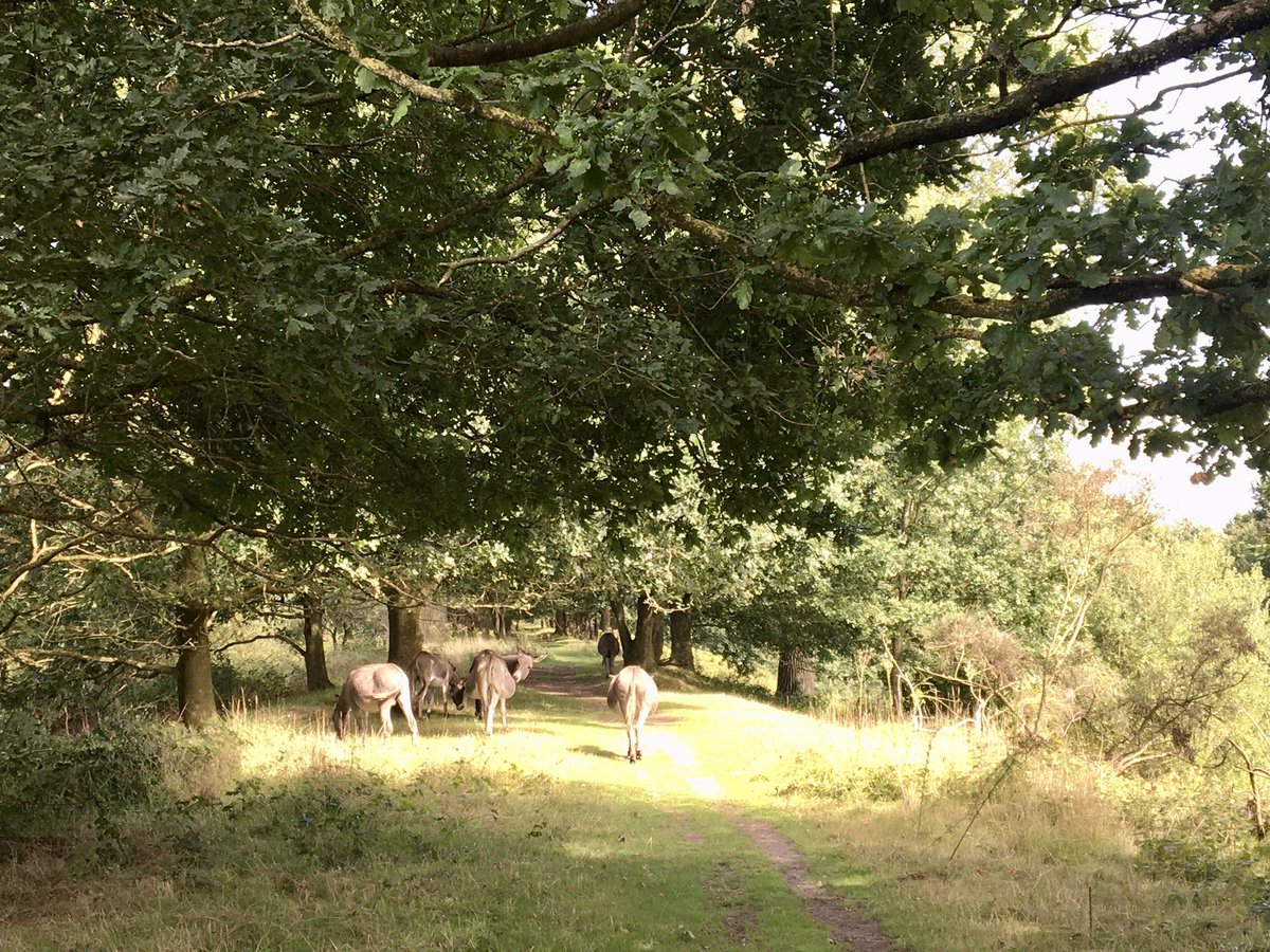 OpPADinVL's tweet photo. Aan de wandel langs het Kanaal Gent-Brugge, de bordjes volgend van de Beverhoutsveldwandelroute, passeren we eerst ezels en daarna bijzondere runderen. #wandelen https://t.co/aYULDTfomH