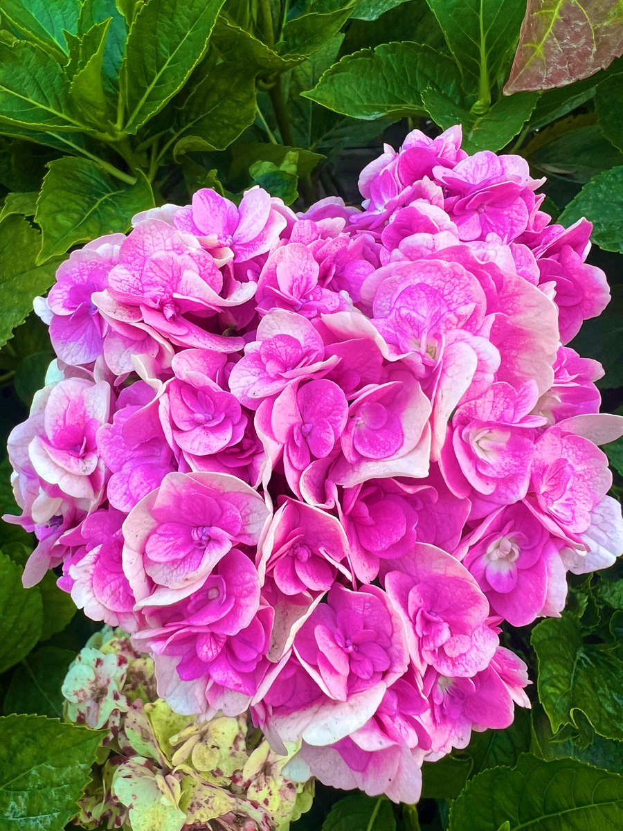 Hortencias para empezar la semana. 💕 Buen lunes.