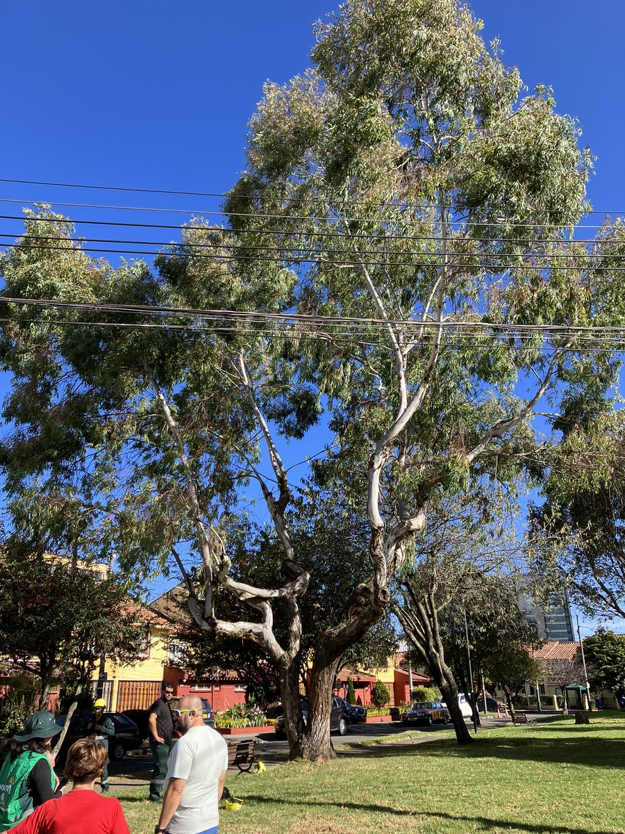 Este árbol que está en mi barrio Entrerrios será talado. Informan que amenaza caída. Ojalá que hagan una reposición.