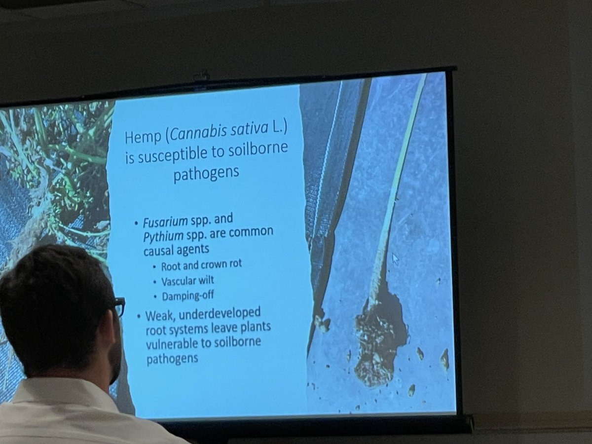 Christine Smart (@christinesmart6) on Twitter photo #PlantHealth2023 
<a href="/SmartlabCU/">SmartLabAgritech</a> PhD student @pwmcmul gave a great talk on seed treatments for reducing damping off and increasing establishment of fiber hemp seedlings in the field <a href="/CornellAgriTech/">Cornell AgriTech</a> #PlantHealth2023 
<a href="/SmartlabCU/">SmartLabAgritech</a> PhD student @pwmcmul gave a great talk on seed treatments for reducing damping off and increasing establishment of fiber hemp seedlings in the field <a href="/CornellAgriTech/">Cornell AgriTech</a>