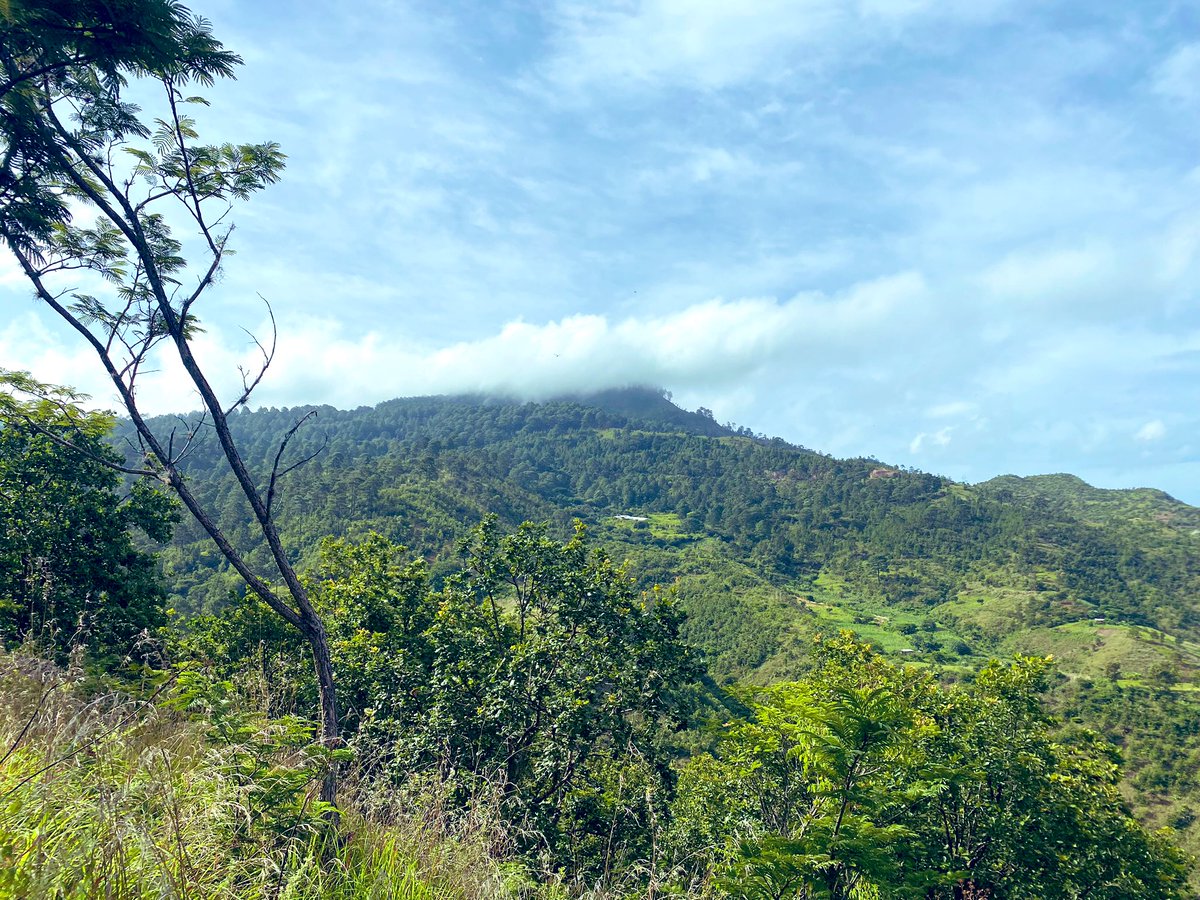 aliceshackel's tweet photo. Tegucigalpa es linda! Caminando temprano el domingo con el comité ecológico de la aldea suyapa #COEAS y reconociendo el increíble trabajo de reforestación y protección que han hecho. Y a la espera de la declaración de Refugio de Vida Silvestre Suyapa https://t.co/WEdenJNEMQ