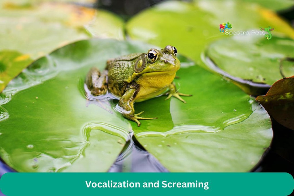 spectrapets's tweet photo. Toxins present in some frogs’ skin secretions and glands serve as a crucial defense strategy.

Read the full article: How Frogs Defend Themselves: Effective Survival Tactics
▸ https://t.co/lu9A9PSdhT

#AstoundingDiversity #StudyPublished #JournalNature #Frogs https://t.co/IBqUIikYau