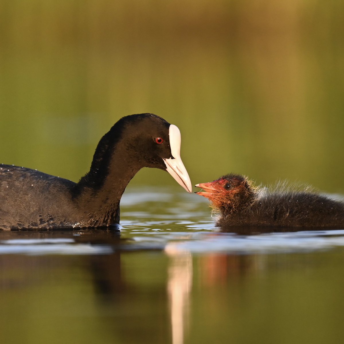 Leendert van Bochoven tweet media