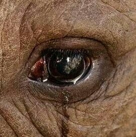 “We admire elephants in part because they demonstrate what we consider the finest human traits: empathy, self-awareness, and social intelligence. But the way we treat them puts on display the very worst of human behaviour.” – Graydon Carter. #stoptheabuse  #protectelephants