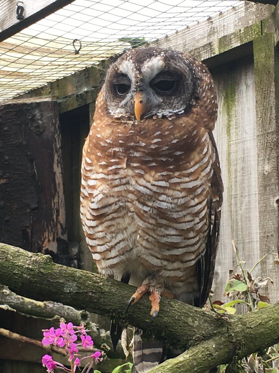 Scottish Owl Centre tweet media