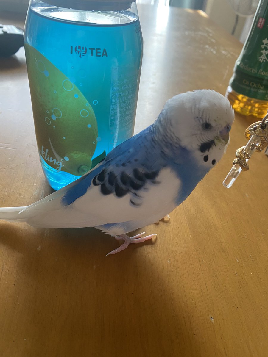 mari_07_'s tweet photo. 青いインコ探してます😭
バイバイ/おはよって挨拶できて人懐っこい子で、何でもおもちゃになるのでよく遊びよく食べます。家族で探してるけど全然見つからないです。もし見かけたらご連絡ください😭
#インコ #迷子 #セキセイインコ #青いインコ #飼い鳥 #探してます #拡散希望 #インコ保護 #青と白 https://t.co/kGSLphh2Kr