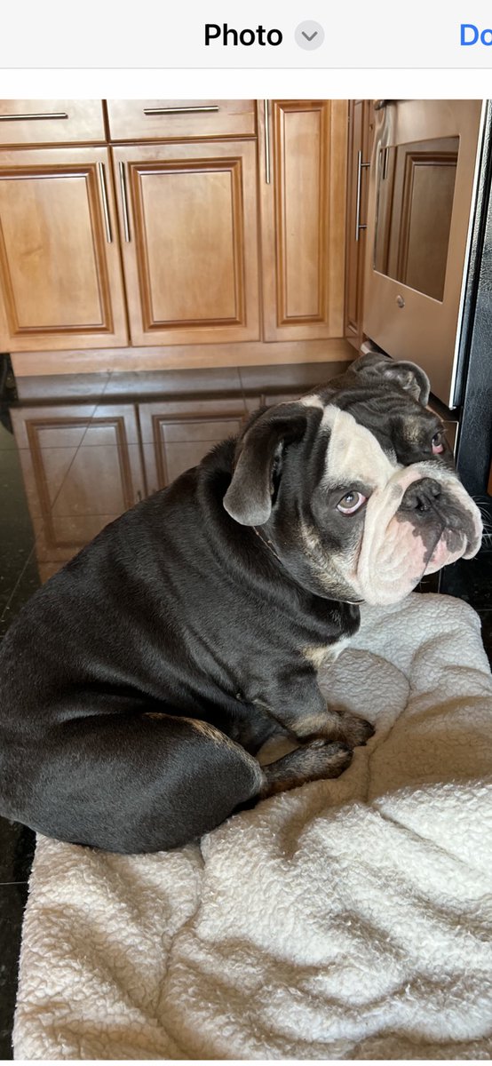 LucianaDagosto's tweet photo. My mamma went all the way to Italy 🇮🇹 but it ok I’m with my big brother that he loves me very much ❤️🇮🇹 https://t.co/orgPoBhIfD