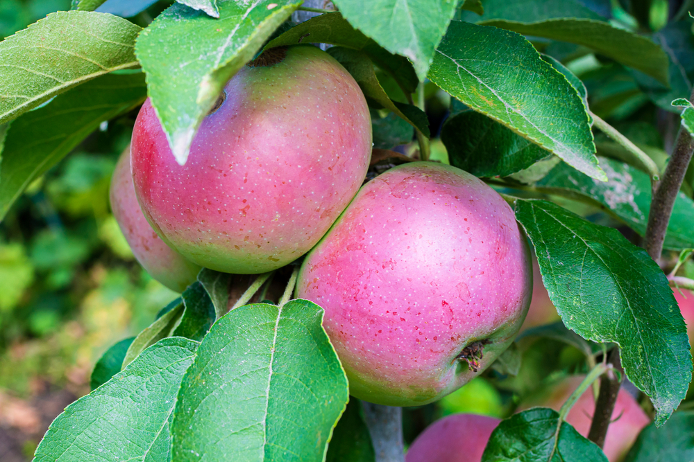 Having a small garden, patio or a balcony doesn't mean you can't grow your own delicious fruit. Here's our round up of the best fruit for small gardens. 

buff.ly/3Ee2iW1