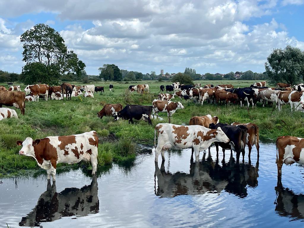 Cow spa. The girls love a river paddle on a warm day. 🐄☀️