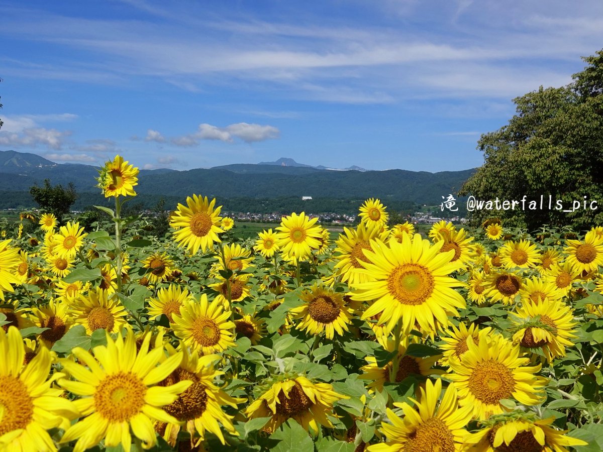 waterfalls_pic's tweet photo. 飯山ひまわり畑

長野県飯山市菜の花公園 https://t.co/KcVGcXdVc0