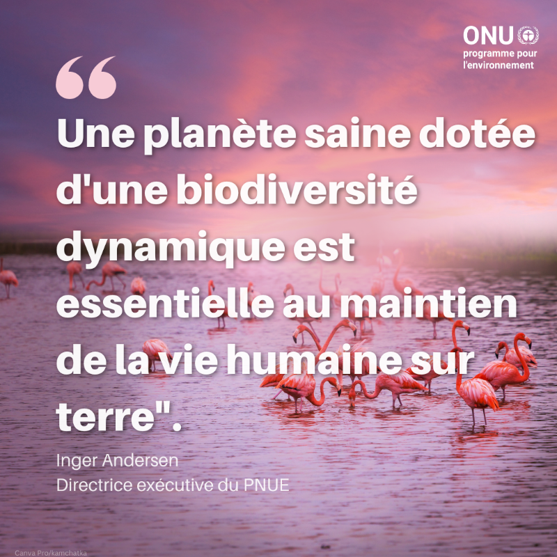 UNEP_Francais's tweet photo. La biodiversité est plus qu'une simple variété de vie sur Terre, elle représente un réseau complexe crucial pour l'existence humaine.
Nous devons stopper et inverser la perte de biodiversité afin de garantir que la vie sur Terre telle que nous la connaissons puisse continuer.