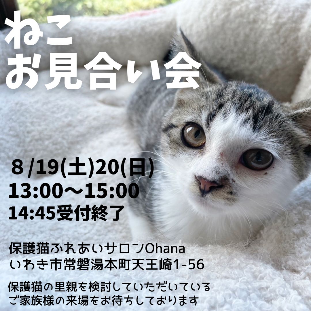NPO法人動物愛護団体LYSTA／里親募集型保護猫ふれあいサロンOhana tweet media