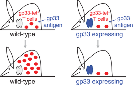 EurJImmunol's tweet photo. MHC I tetramer staining tends to overestimate thenumber of functionally relevant self-reactive CD8 Tcells in the preimmune repertoire
Hanspeter Pircher, Daniel D. Pinschewer, and Thomas Boehm
#gp33 epitope #MHC I tetramer
Self-reactive #Tcells
https://t.co/W2L5qy3mqJ https://t.co/2Z8L5SokUa