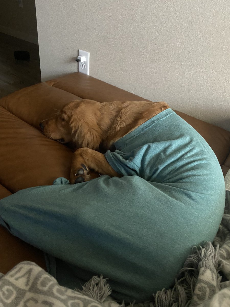 davis_maghan's tweet photo. The dog is not allowed on the couch 
 The dog: https://t.co/bkm2UeAi1T